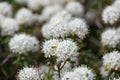 Bog Labrador tea Rhododendron groenlandicum, with clusters of fragrant white flowers